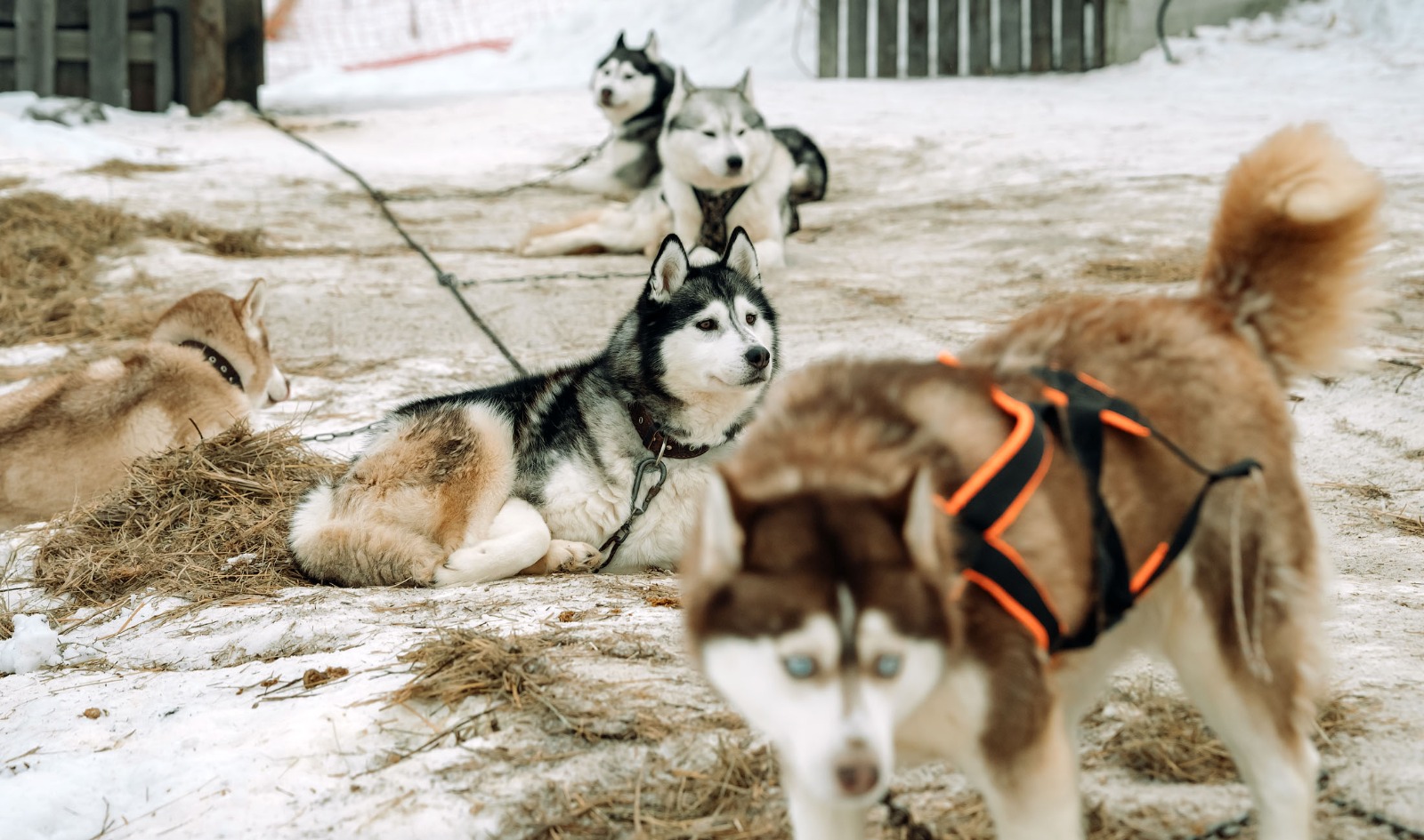 Карелия в кругу друзей (4 дня)