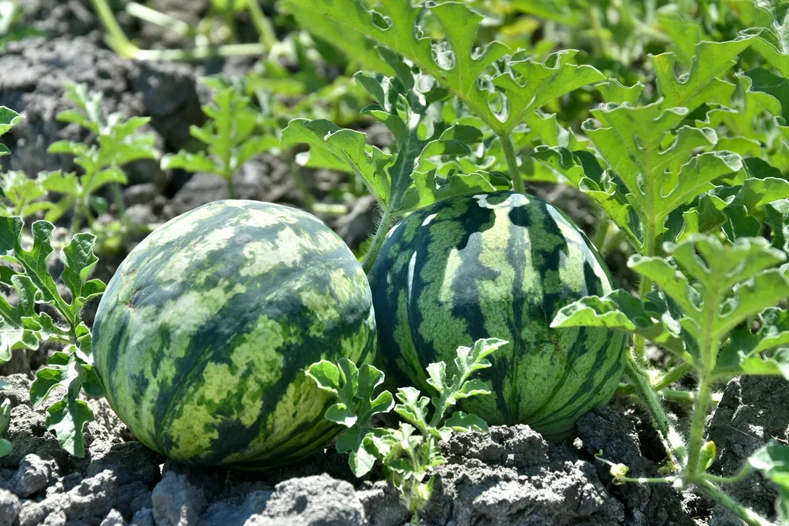 Изображение галереи