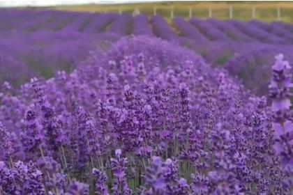 Лавандовое лето в Придонье (3 дня)